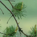 بگذار باران تو را هم تازه کند