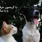 شبکه‌های اجتماعی