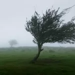 وقتی باد می‌وزید